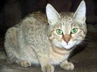 image of animal