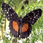 image of animal