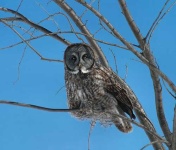 image of great_grey_owl
