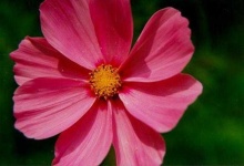 image of flower
