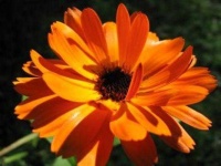 image of flower