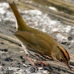 image of bird