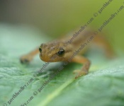 image of common_newt #34