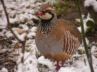 image of partridge