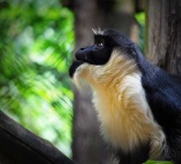 image of guenon