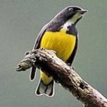 image of bird