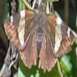image of animal