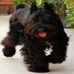 image of animal