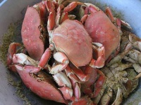 image of dungeness_crab