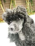 image of miniature_poodle #29