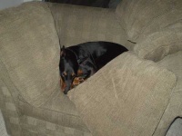 image of doberman