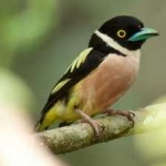 image of bird