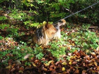 image of australian_terrier