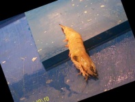 image of fish