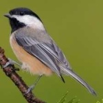 image of bird