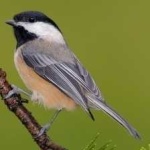 image of black_capped_chickadee #24