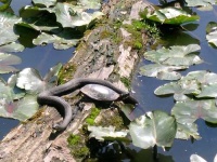 image of water_snake