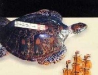 image of hawksbill
