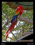 image of macaw