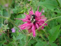 image of flower