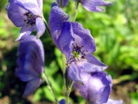 image of flower