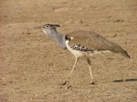image of bustard
