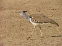 image of bustard #25