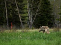 image of coyote