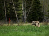 image of coyote #21