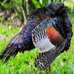 image of ocellated_turkey #26