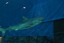 image of tiger_shark