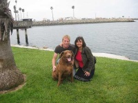 image of chesapeake_bay_retriever