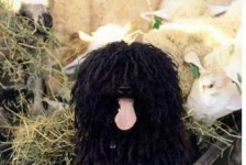 image of komondor
