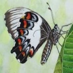 image of animal