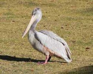 image of animal