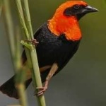 image of bird
