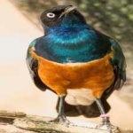 image of bird