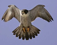 image of falcon