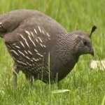 image of bird