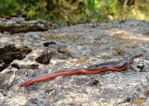 image of thunder_snake