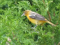 image of oriole