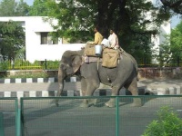 image of indian_elephant