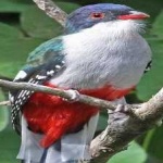 image of cuban_trogon #32