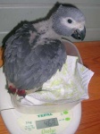 image of african_grey #22