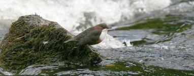 image of water_ouzel