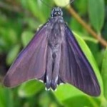 image of animal