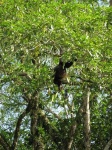 image of howler_monkey