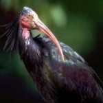 image of northern_bald_ibis #22