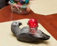 image of african_grey #2