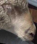 image of animal